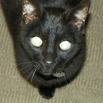 Kit Kat looking up.