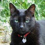 Kit Kat in the catnip.