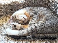 Molly curled up, sound asleep.