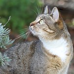 Molly outside, near the lavender.