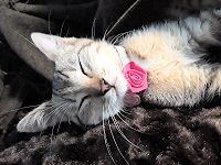 Molly wearing her flower collar.