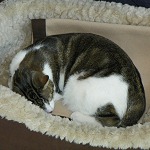 Pearl Asleep in Her Bed